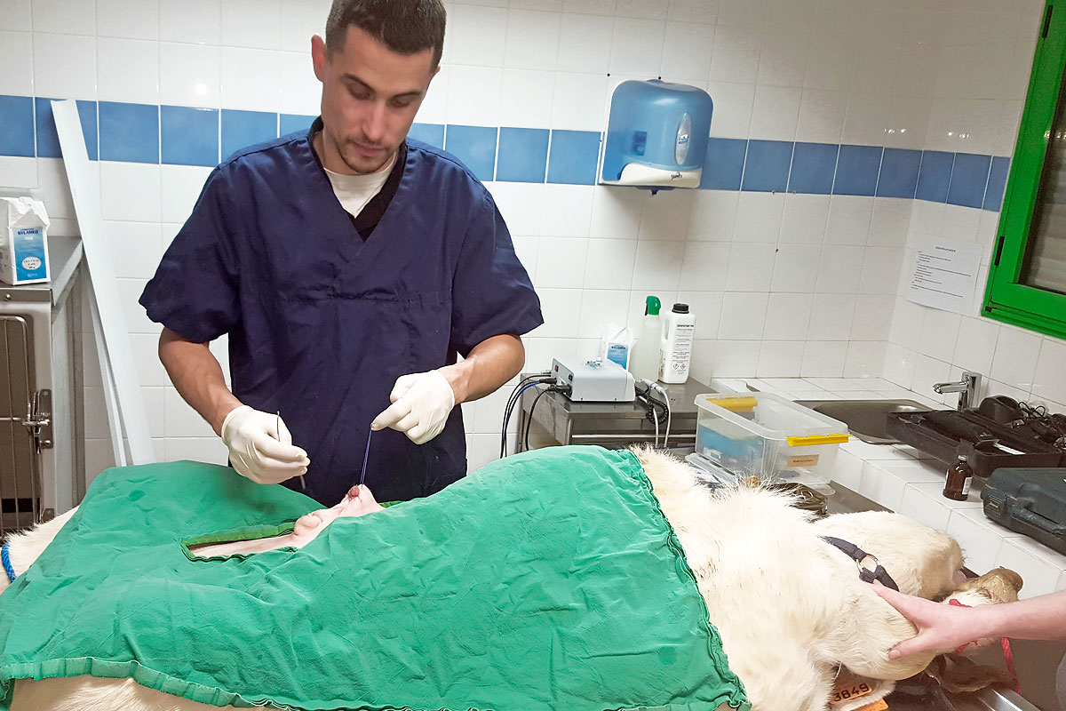 Clinique vétérinaire Landivisiau,chirurgie de veau par le DMV Kevin Le Roux