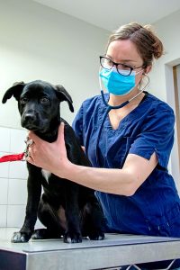 Clinique vétérinaire Landivisiau, examen clinique d'un chien