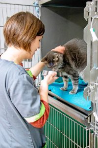 Clinique vétérinaire Landivisiau, hospitalisation d'un chat